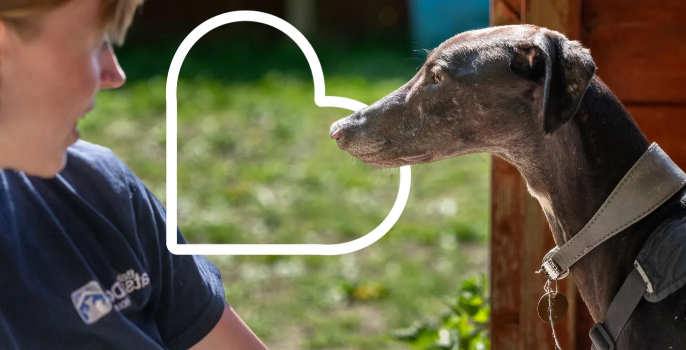 Adoption FAQs image