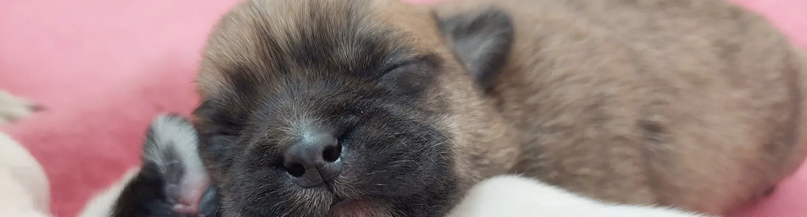 Puppies image
