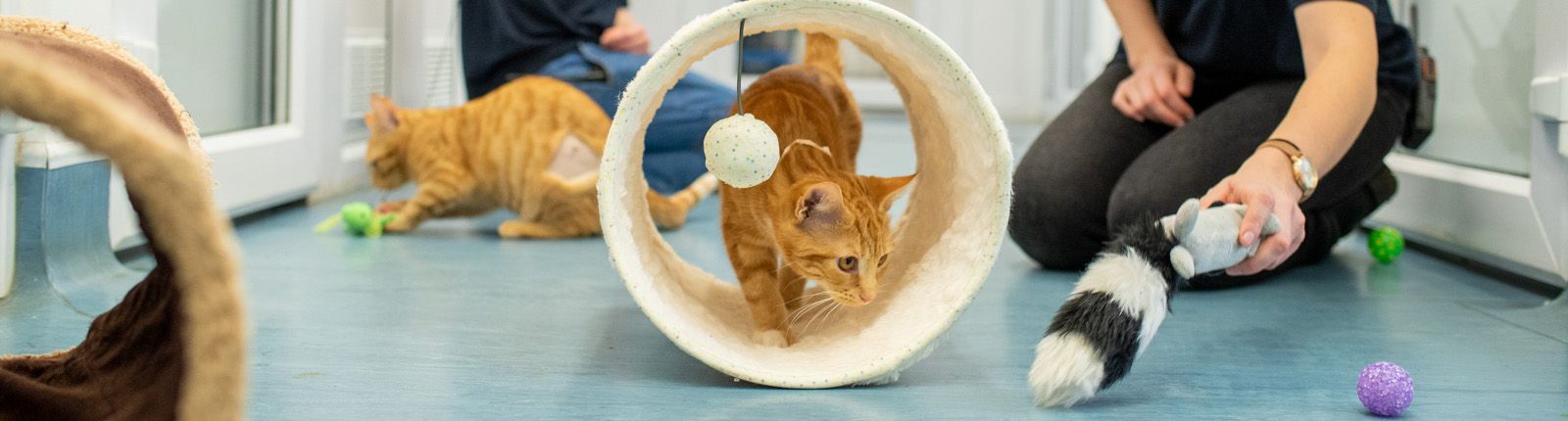 https://www.bathcatsanddogshome.org.uk/userfiles/page/.header/63580059bf93c-cattery-kittens-playing-strip.jpg