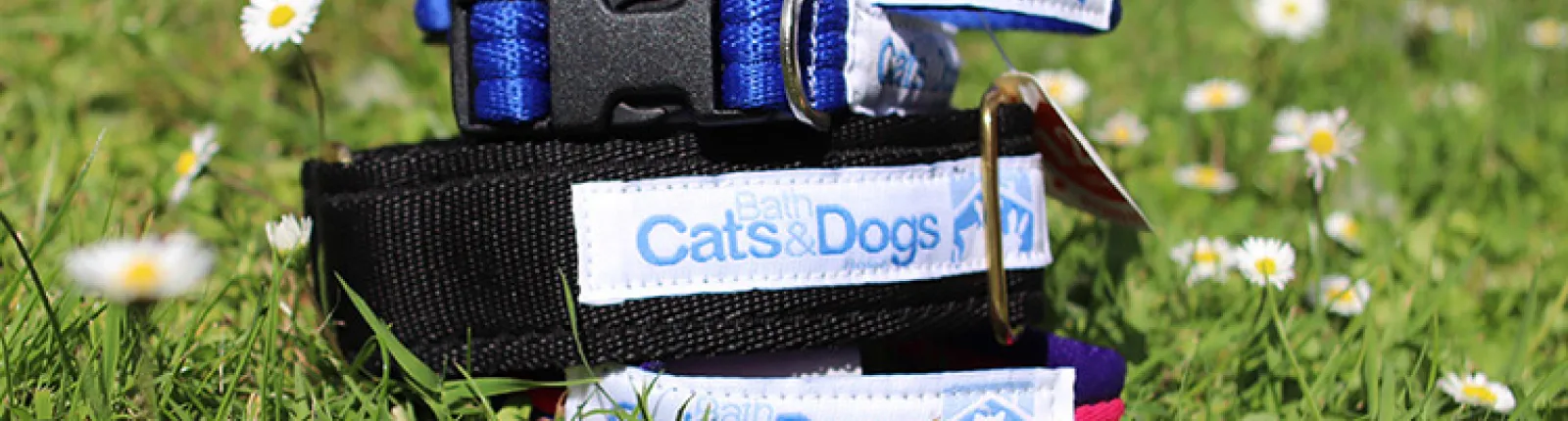 Lost a pet? image