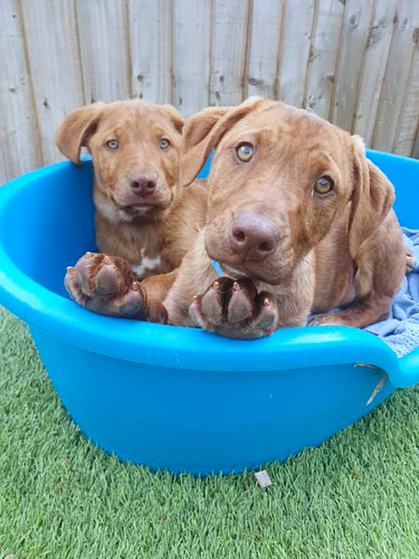 Give Bath Cats & Dogs Home