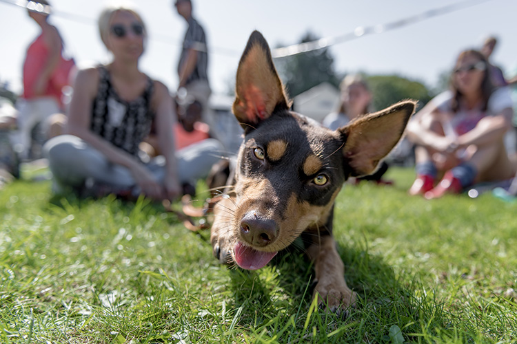 Get involved Bath Cats & Dogs Home