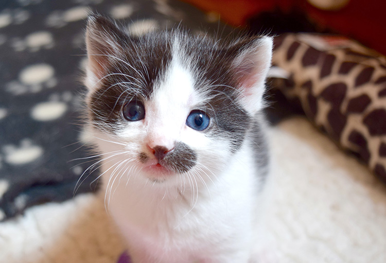 Regular giving Bath Cats & Dogs Home