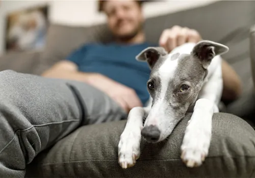 New dog image
