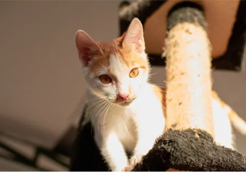 indoor space for happy cats