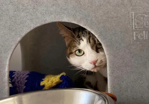 nervous cat leia hiding but watching