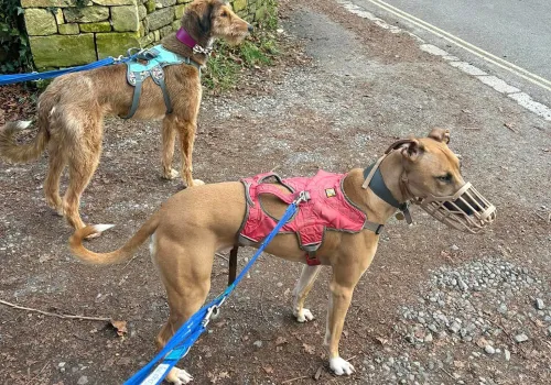 Parallel walking with two dogs of different temperaments