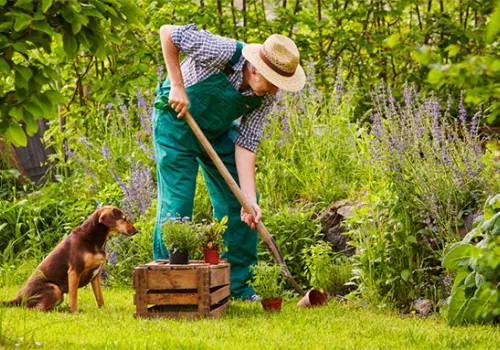 dog in garden with owner gardening