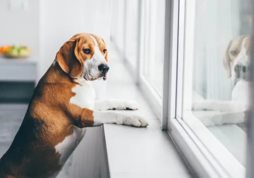 Dog looking out of a window
