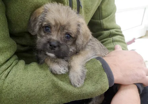 Puppy being held in someone's arms