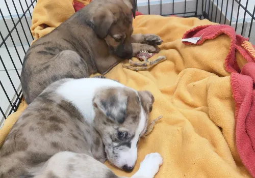 Puppies in their crate