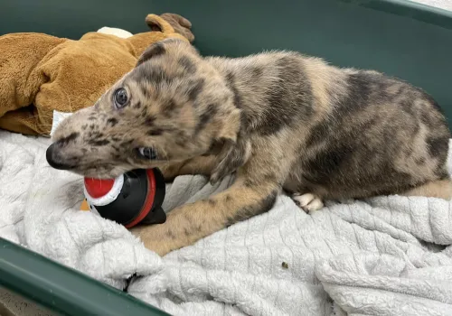 Puppy with a chew toy
