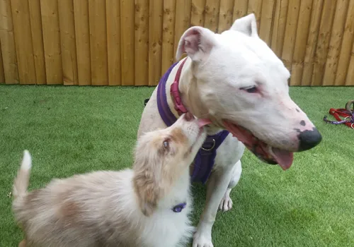 Puppy greeting an adult dog