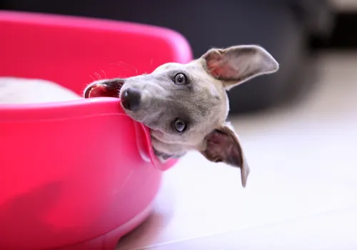 Puppy dog chewing their bed