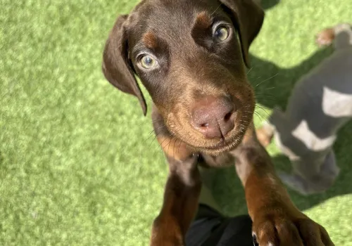 Puppy jumping up to get attention