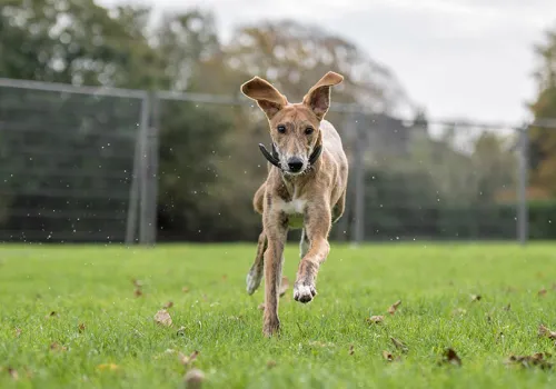 Older puppy running to a recall command