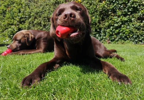Dog with a KONG enrichment toy