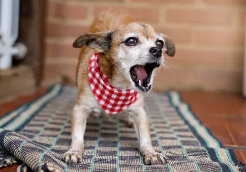 Small dog on a mat in a reactive moment, barking at something off-camera