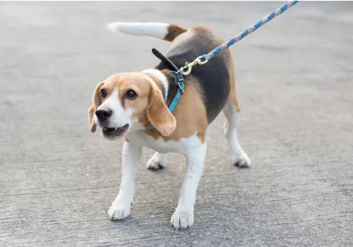Beagle dog on lead, reacting to something off camera