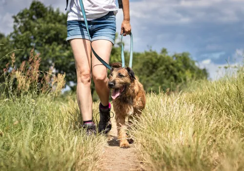 Dog and owner walking on a summer day