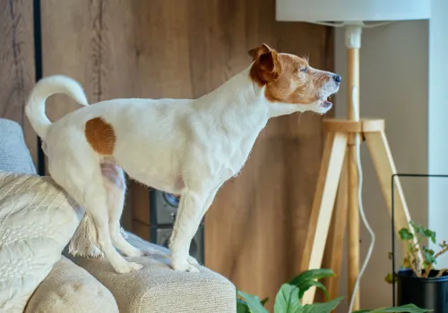 Terrier dog on the back of a sofa, barking out of the window, reactivity