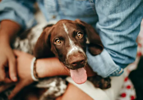 Happy spaniel on their owners lap, with tongue out perhaps after a run around in the sun