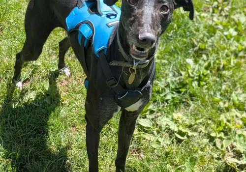 Black lurcher wearing a striking blue 3-strap harness
