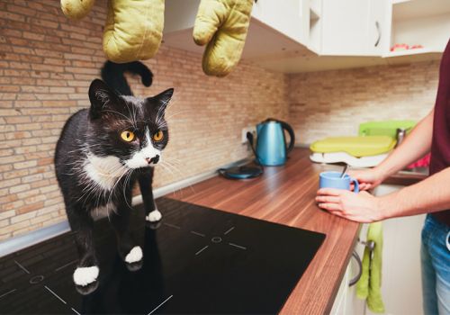 cat walking on a kitchen top counter