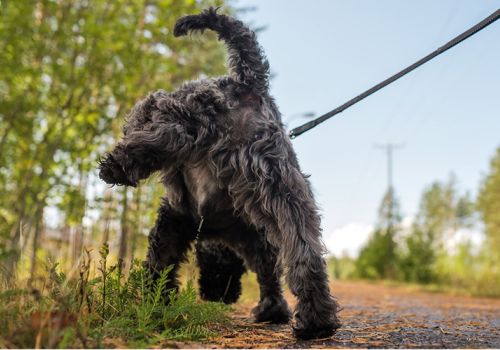 Dog cocking his leg to urinate