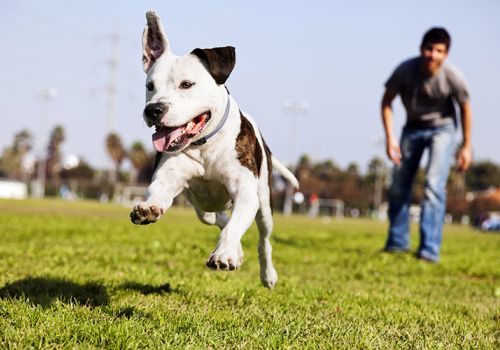 Dog adoption timeline image