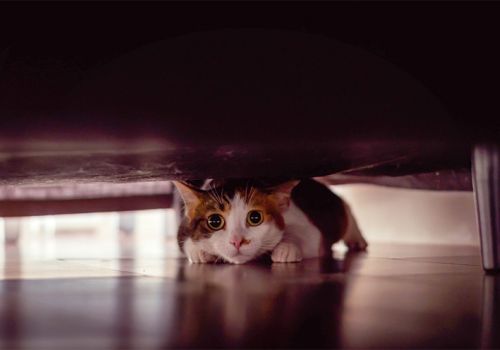 cat hiding under the sofa