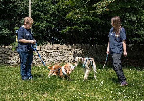 Meeting and greeting other dogs image