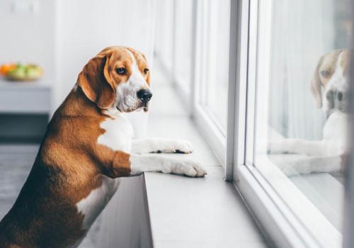 dog looking out of window_separation anxiety behaviour