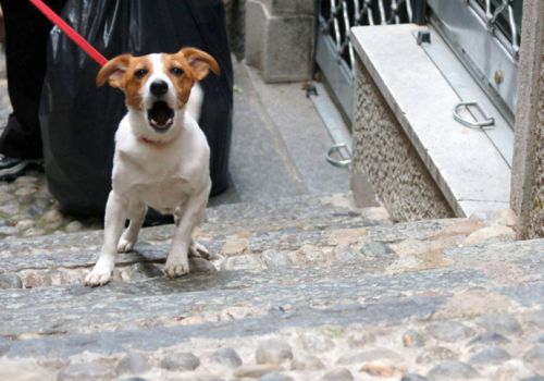 reactive dog barking on lead