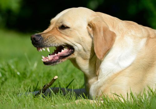 Dog guarding a stick_baring teeth_growling