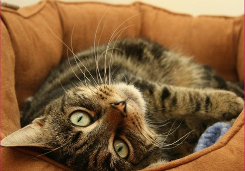 cat upside down in a cosy bed