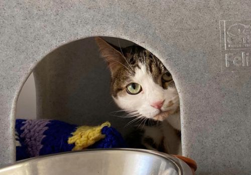 nervous cat leia hiding but watching