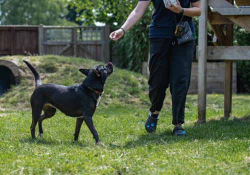 training a dog to give their attention