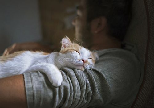 Happy cat with their owner