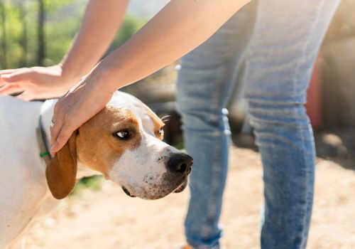 Dog showing avoidance and calming signals