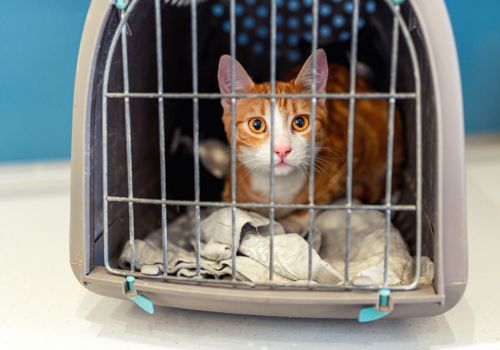 Ginger and white cat inside a pet carrier with the door closed