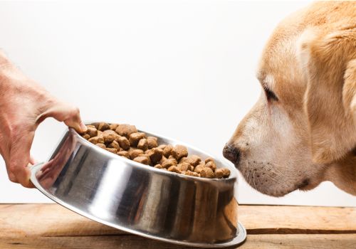 Changing your pet's diet image