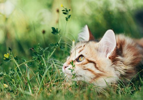 Cat enjoying a garden