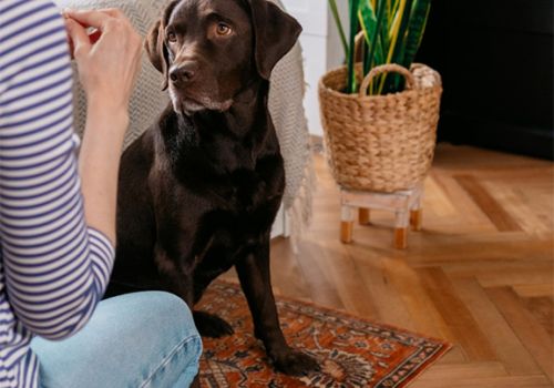 dog training indoors