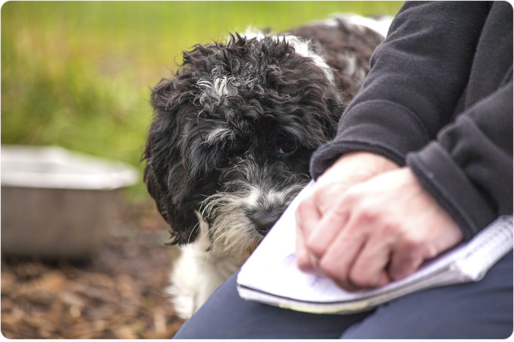 Nervous dogs image