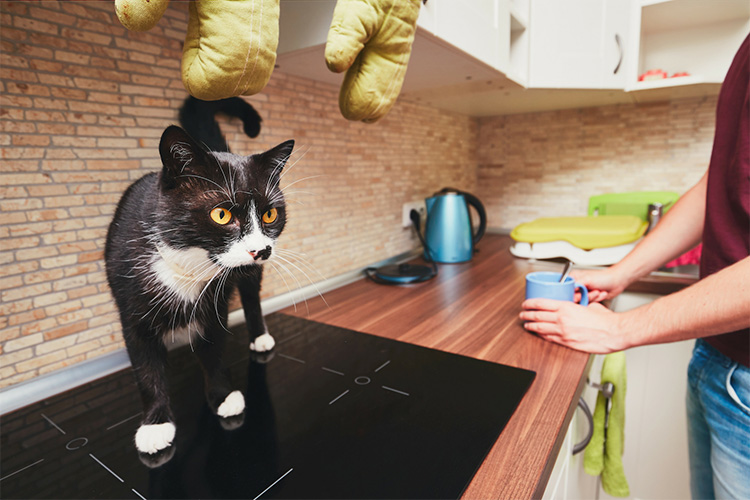 cat walking on a kitchen top counter