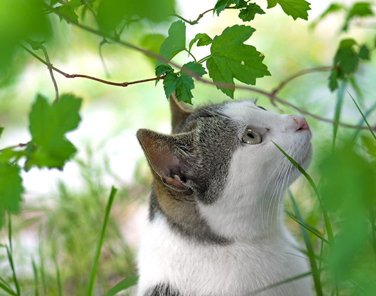 Letting your cat outside image