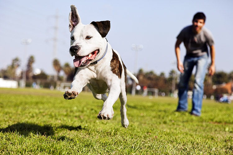 Dog adoption timeline