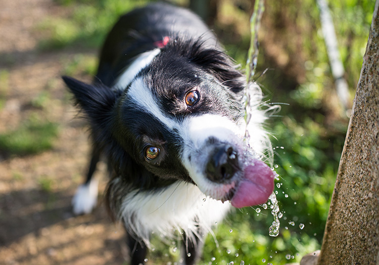 Keeping dogs cool in hot weather image