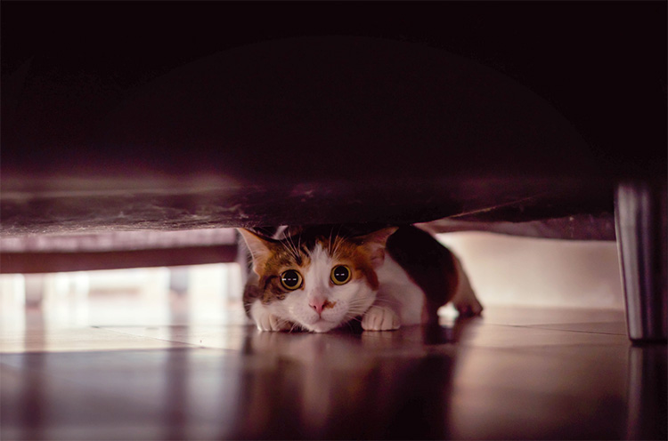 cat hiding under the sofa